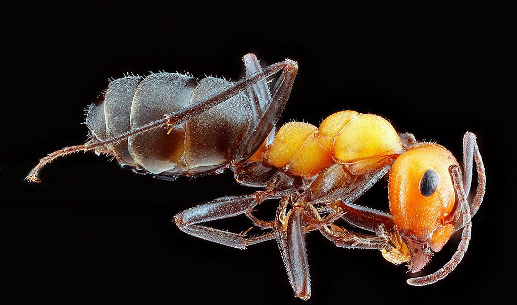 Ant Control service in Alexandria, LA
