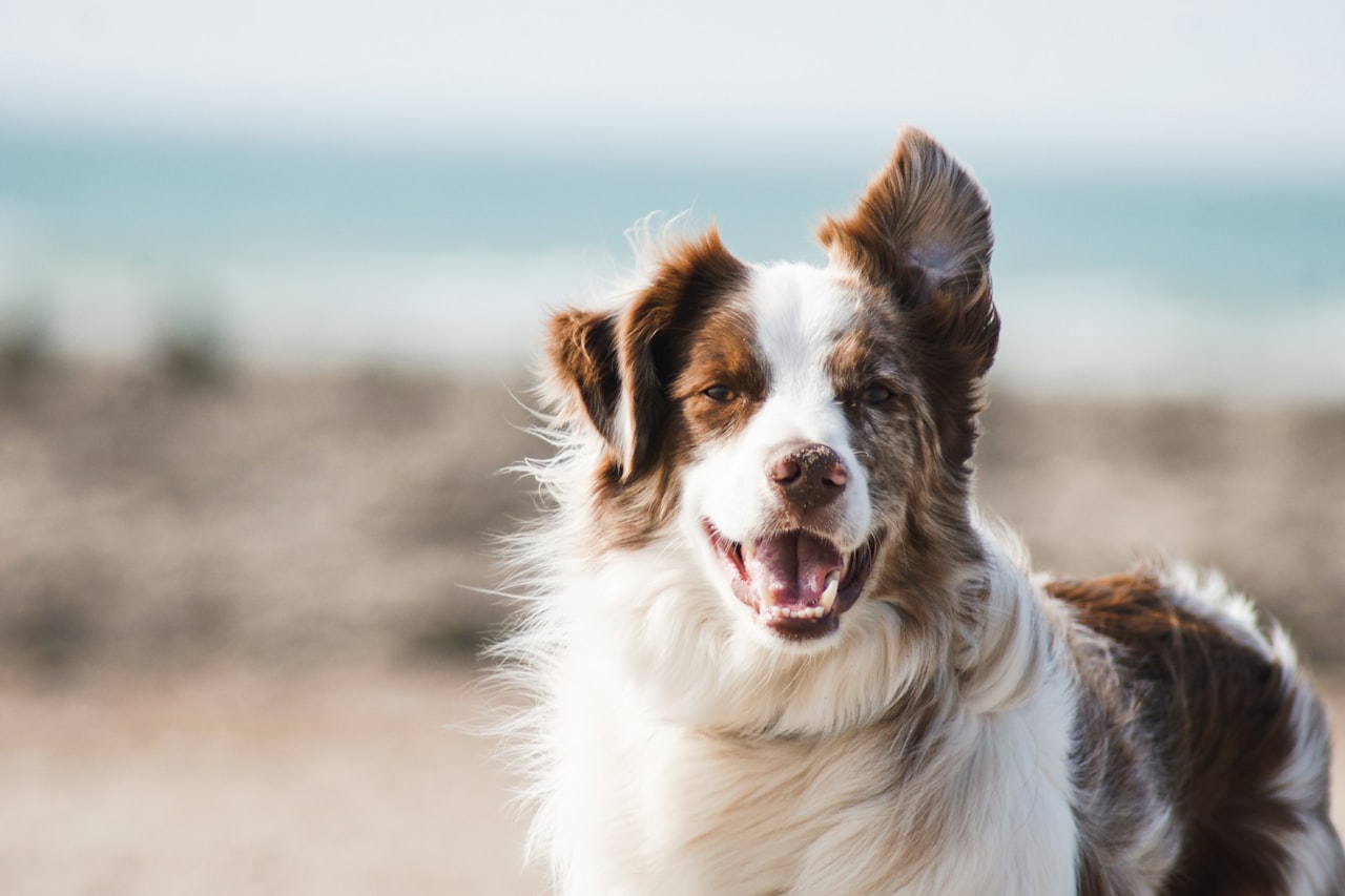 Flea & Tick Control service in Alexandria, LA