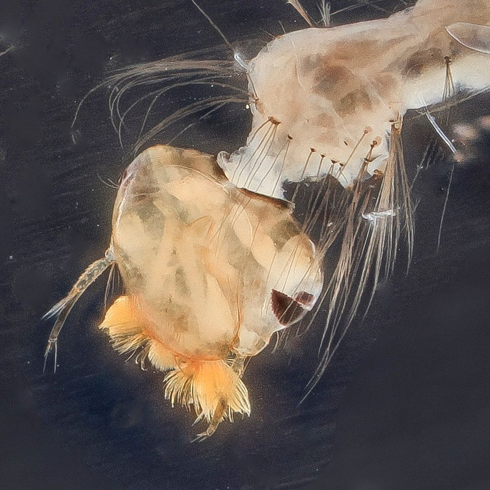 Mosquito Control service in Alexandria, LA