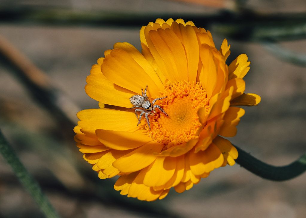 Spider Control service in Alexandria, LA